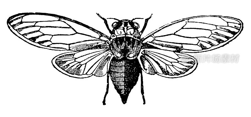 灰蝉(Cicada Orni)